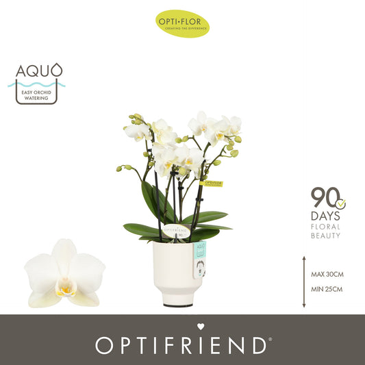 Phalaenopsis multiflora white 25cm 7cm Pot
