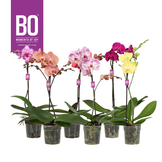 Phalaenopsis mix 50cm 12cm Pot
