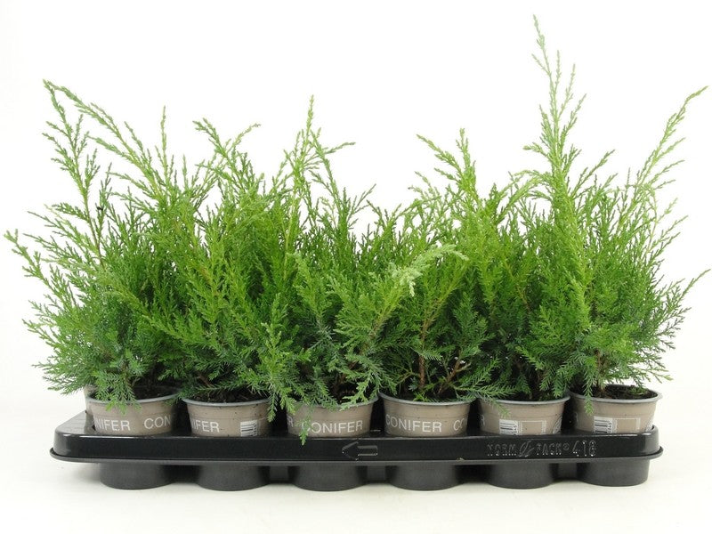 Bloemendaal, Fa.Kw. Juniperus Pfitzeriana Glauca Pack of 18