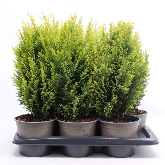 Chamaecyparis Ellwood's Empire 50cm 17cm Pot