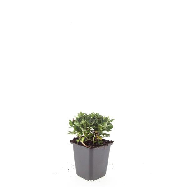 Potentilla tridentata Nuuk 15cm 9cm Pot
