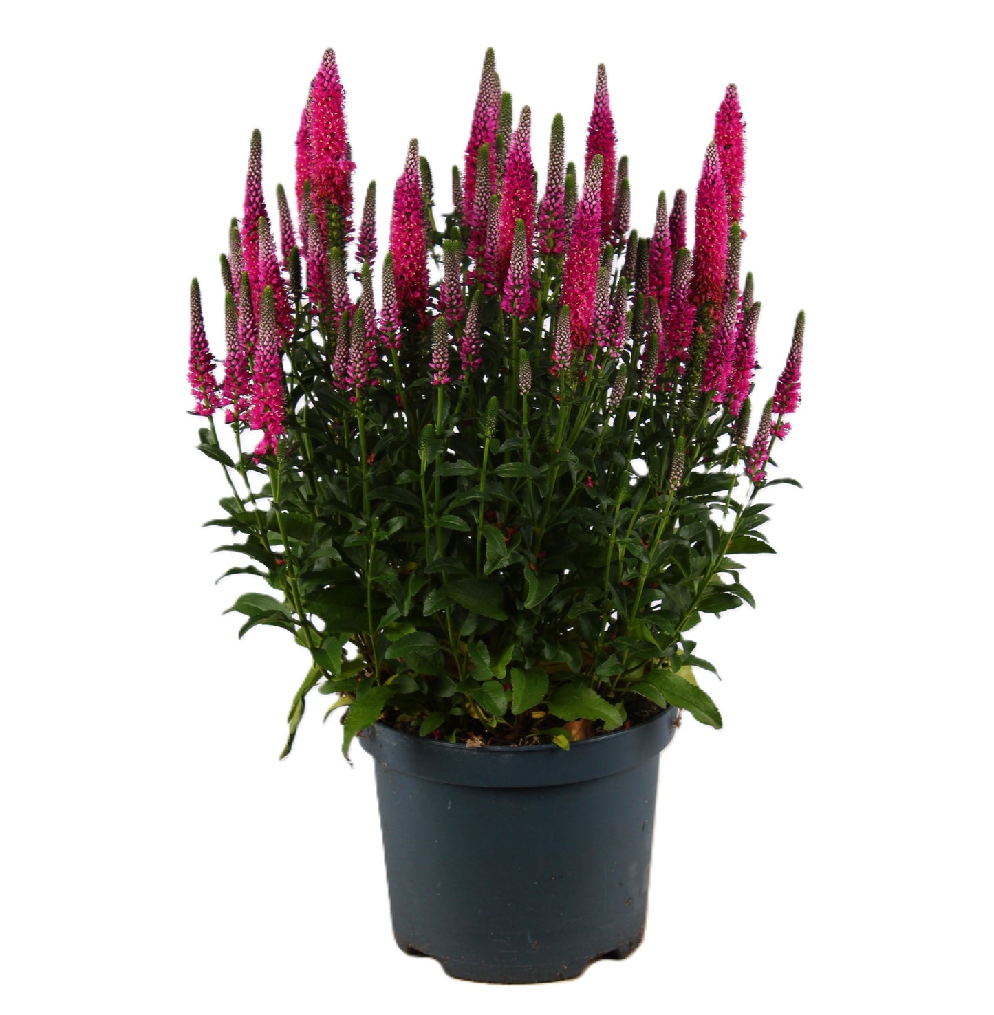 Veronica Candella Pink 55cm 19cm Pot