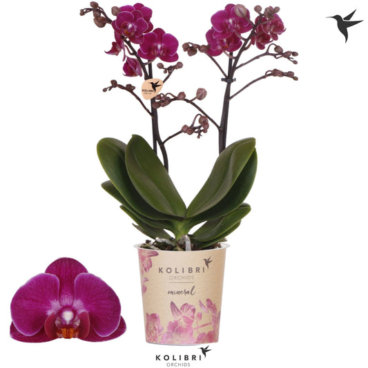 Phalaenopsis mf. Campeche 40cm 9cm Pot