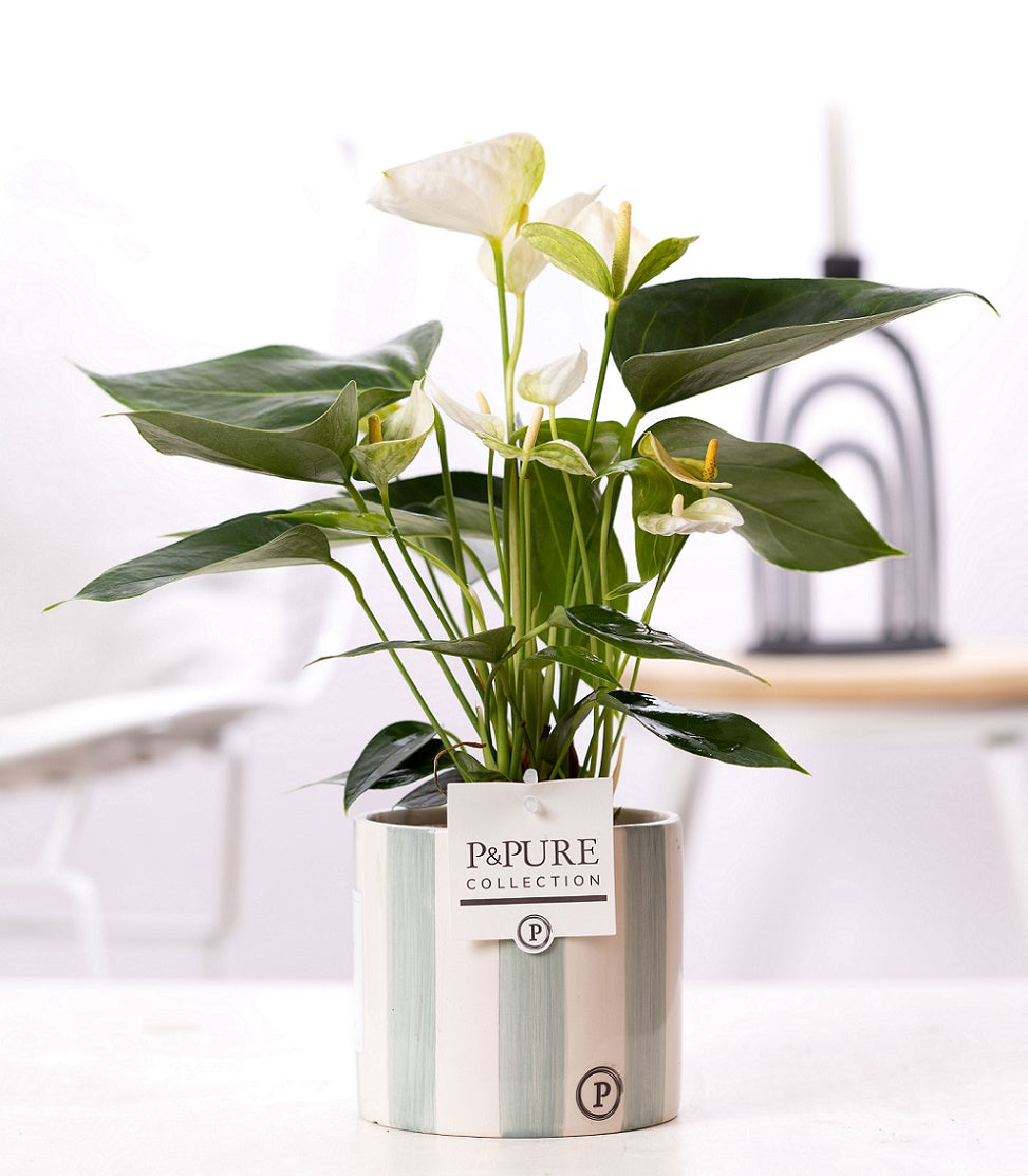 Anthurium andraeanum 45cm 12cm Pot