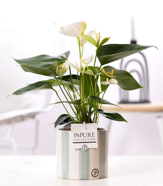 Anthurium andraeanum 45cm 12cm Pot