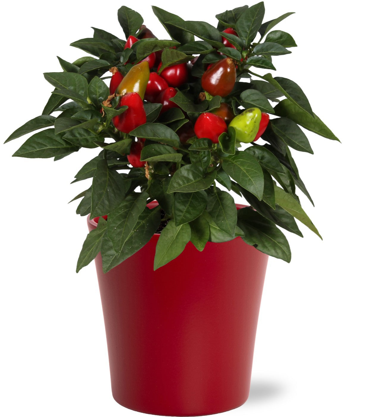 Capsicum ann. Samba Red 30cm 13cm Pot