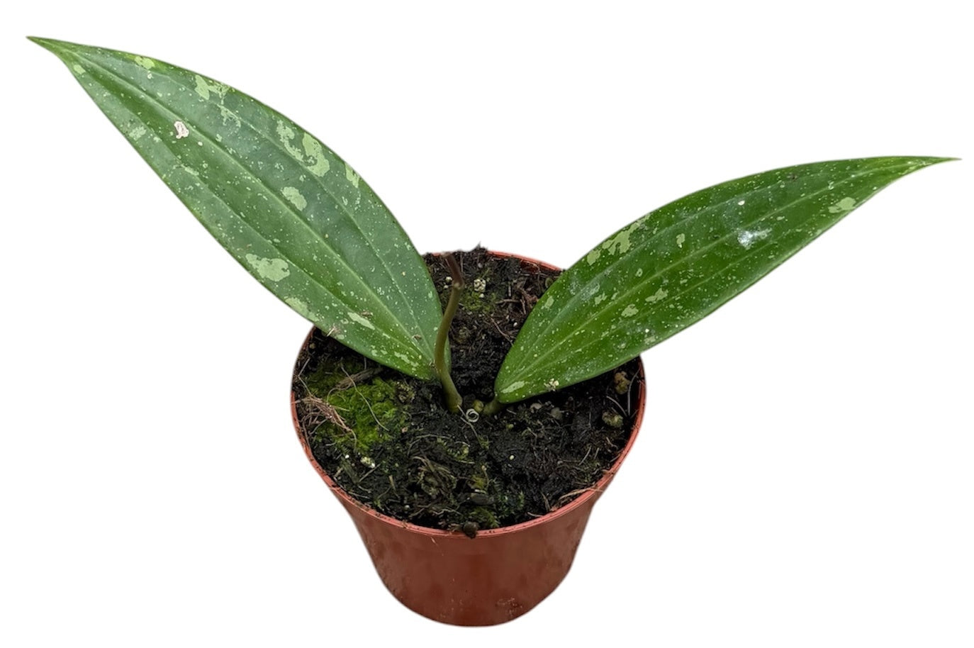 Hoya australis 10cm 8cm Pot