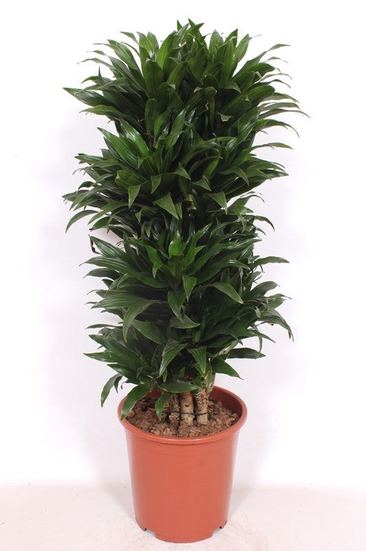 Dracaena fragrans Compacta 100cm 27cm Pot