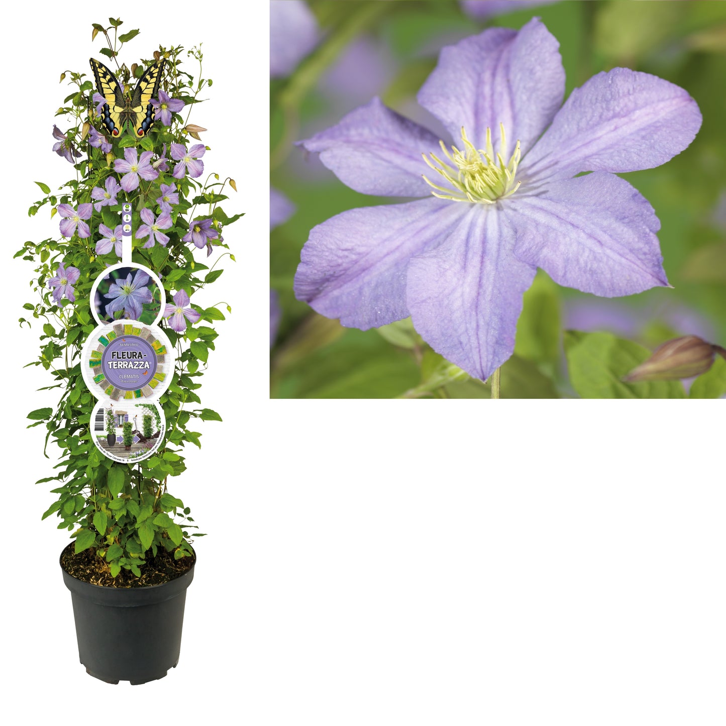 Clematis Prince Charles 115cm 28cm Pot