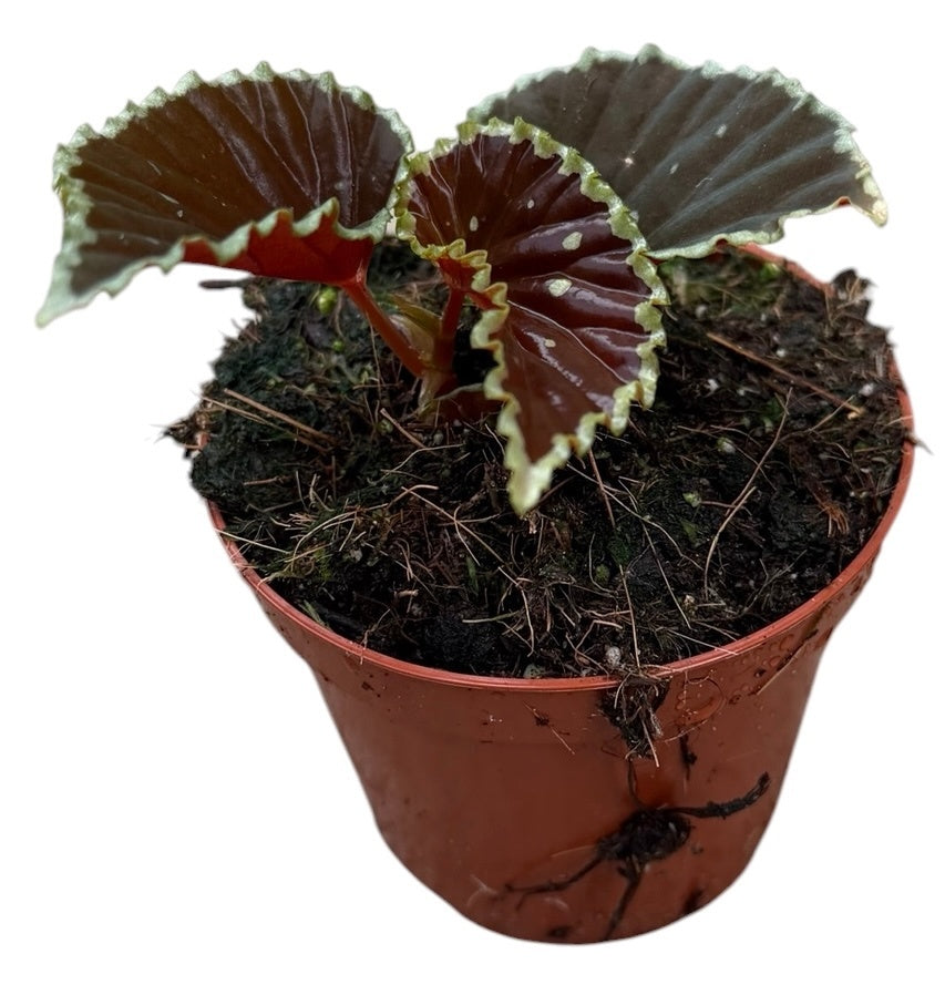 Begonia Cottage Bright Red 12cm 8cm Pot