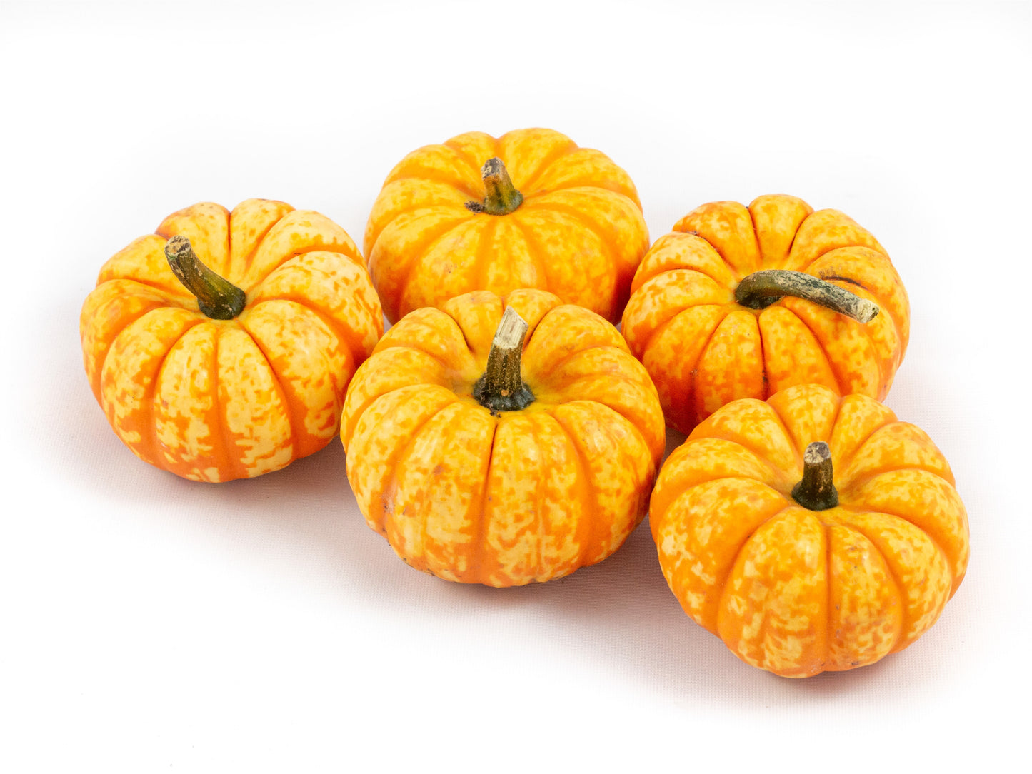 Cucurbita Spark 8cm 6cm Pot