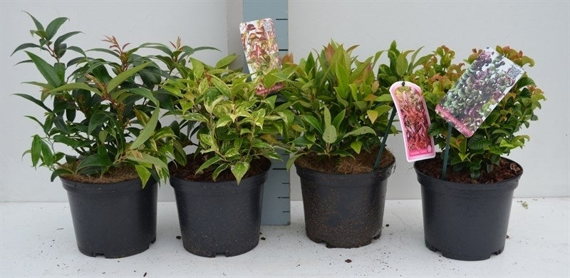 Leucothoe axillaris 40cm 17cm Pot