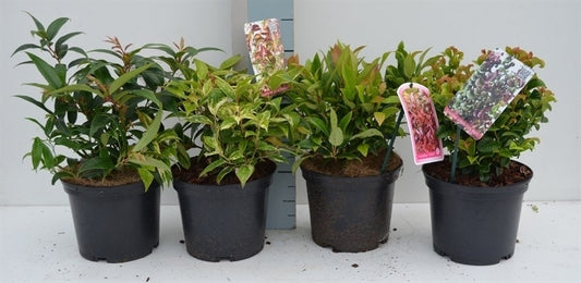 Leucothoe axillaris 40cm 17cm Pot