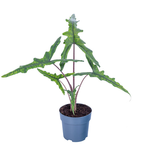 Alocasia amazonica 50cm 17cm Pot