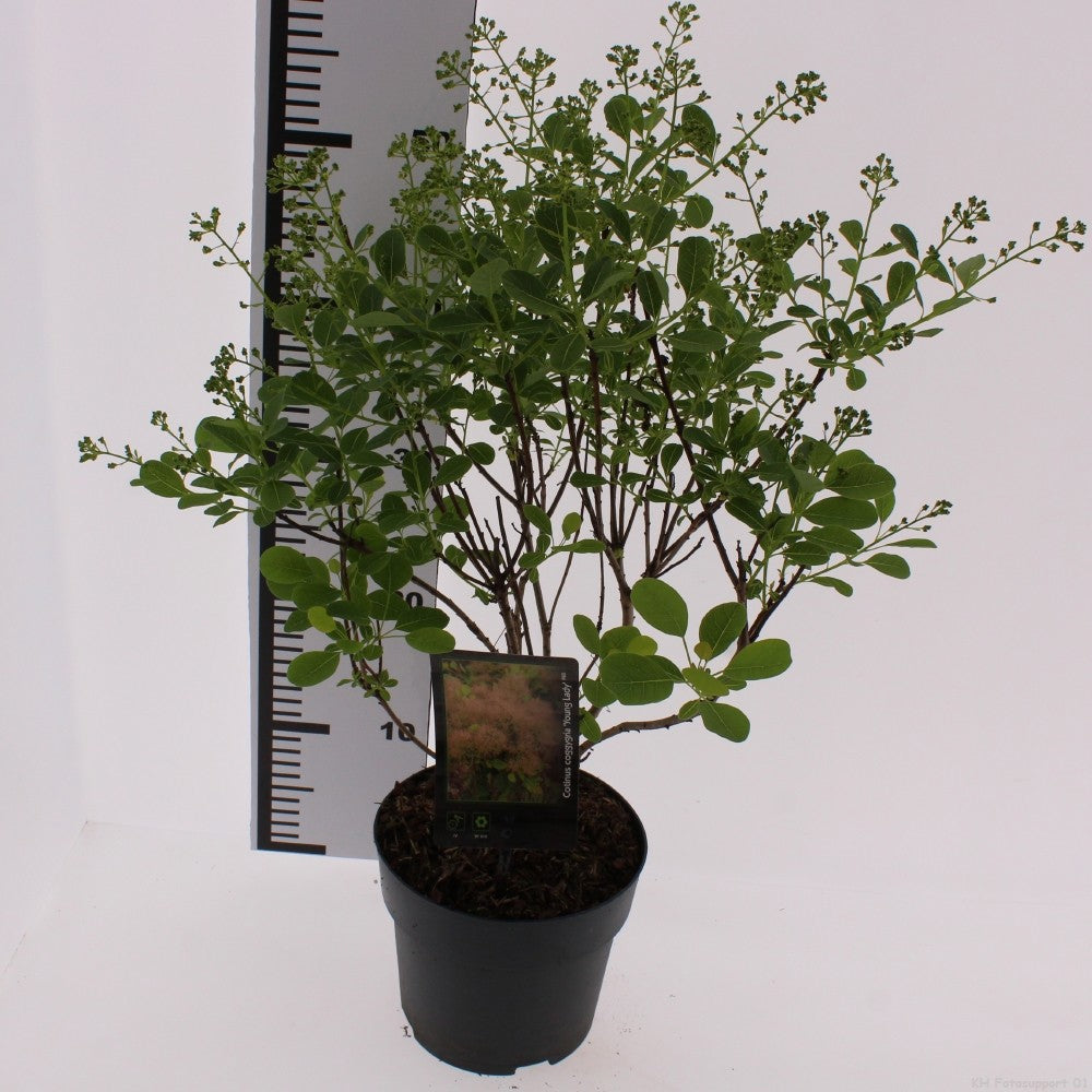 Cotinus cog. Young Lady 30cm 17cm Pot