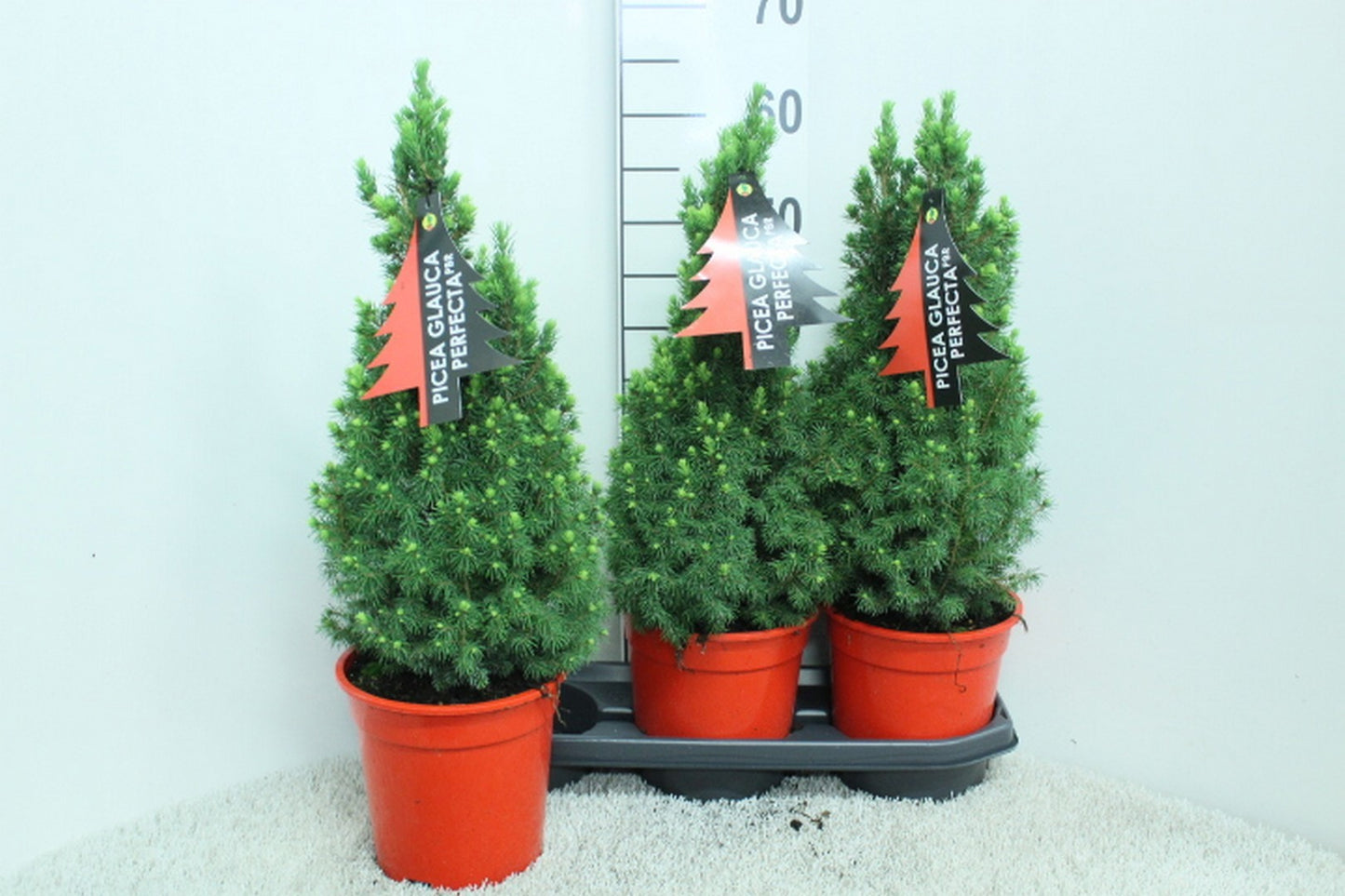 van Tol & Van der Linde Picea glauca Perfecta Pack of 3