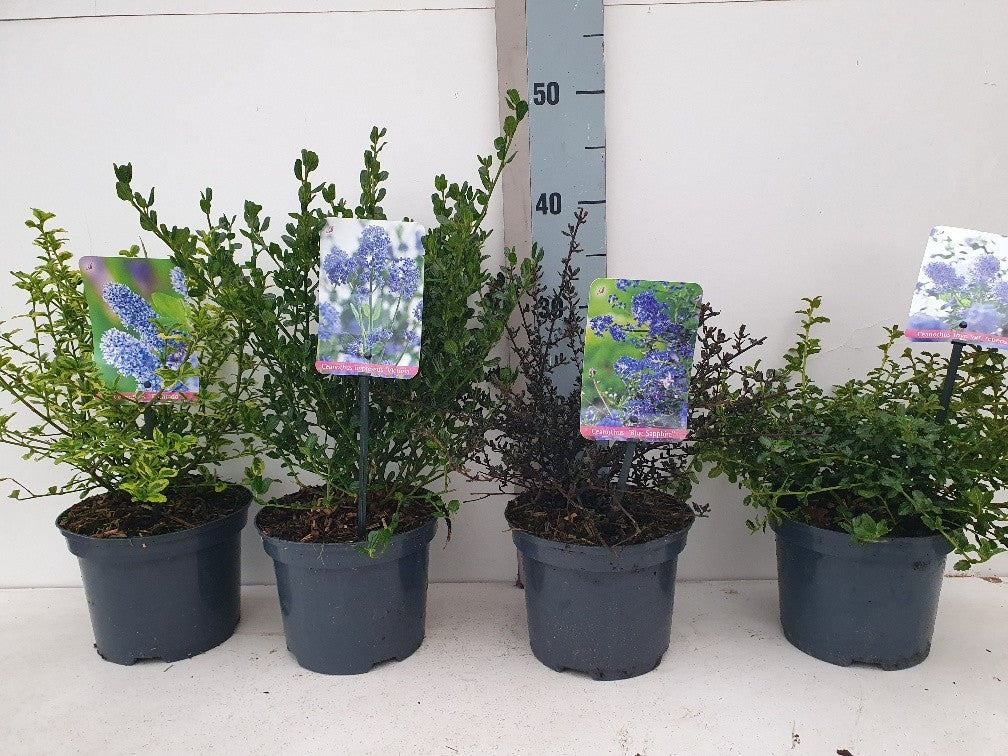 Ceanothus mix 30cm 17cm Pot