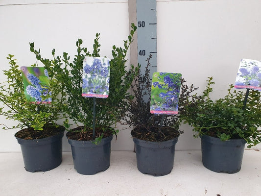 Ceanothus mix 30cm 17cm Pot