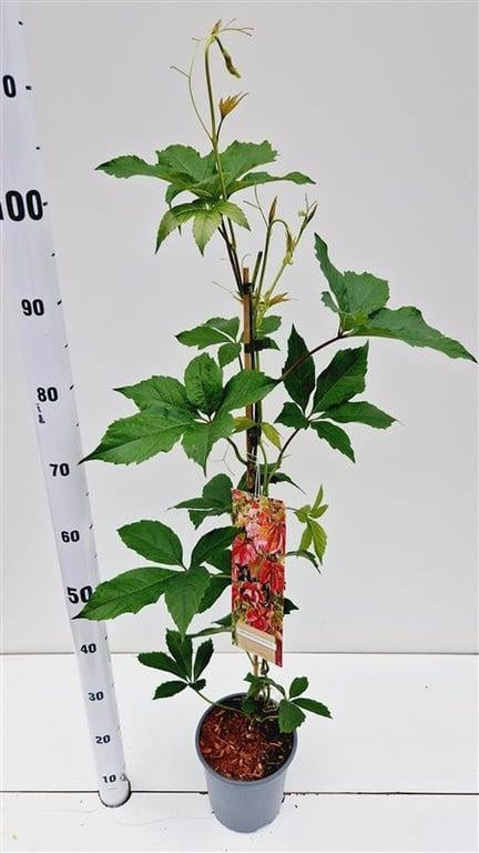 Parthenocissus quinquefolia 75cm 17cm Pot