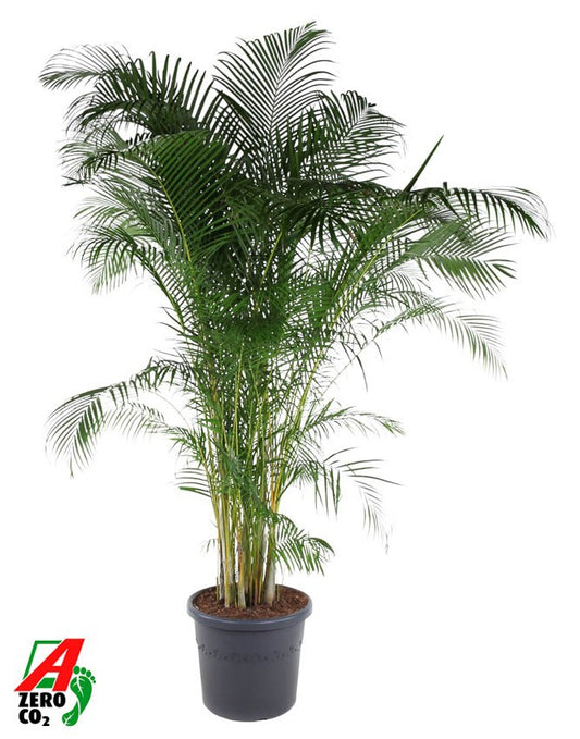 Dypsis lutescens 280cm 58cm Pot