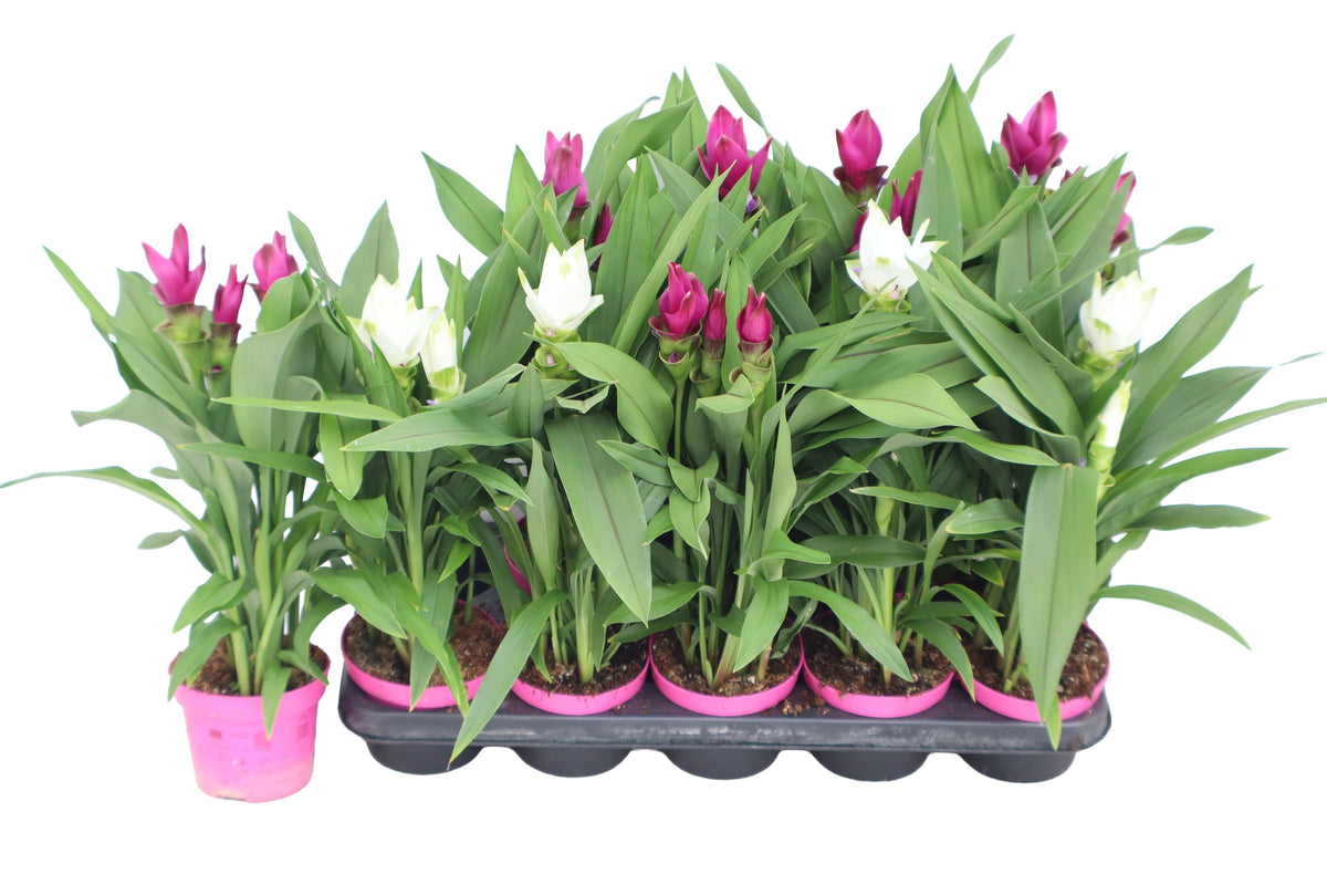 Curcuma mix 55cm 12cm Pot