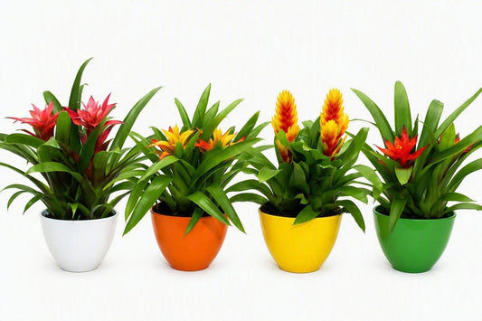arr. Bromelia 30cm 16cm Pot