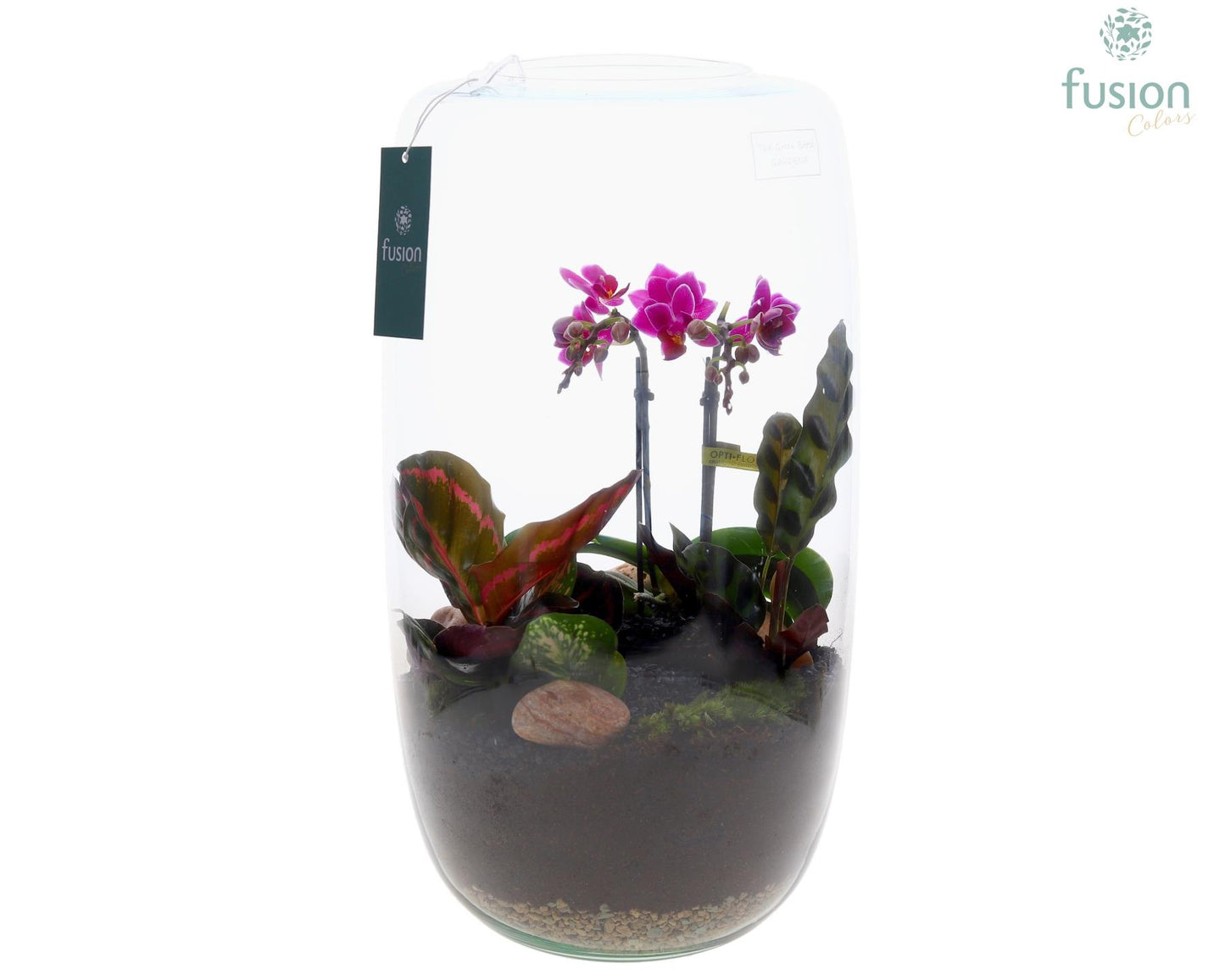 Fusioncolors BV Green Bottle Isabella XXLarge met Phalaenopsis arrangement 4pp Pack of 2