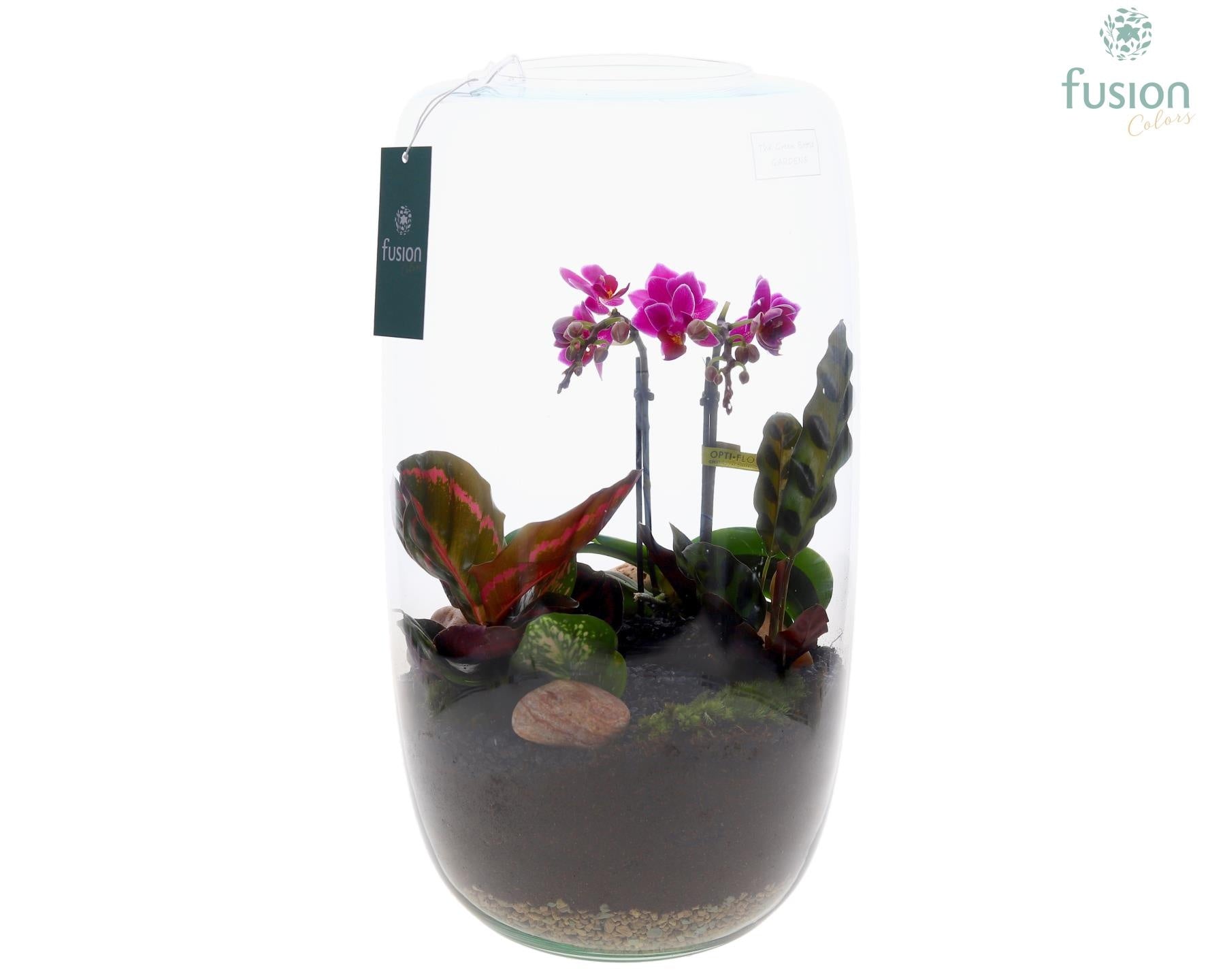 Fusioncolors BV Green Bottle Isabella XXLarge met Phalaenopsis arrangement 4pp Pack of 2
