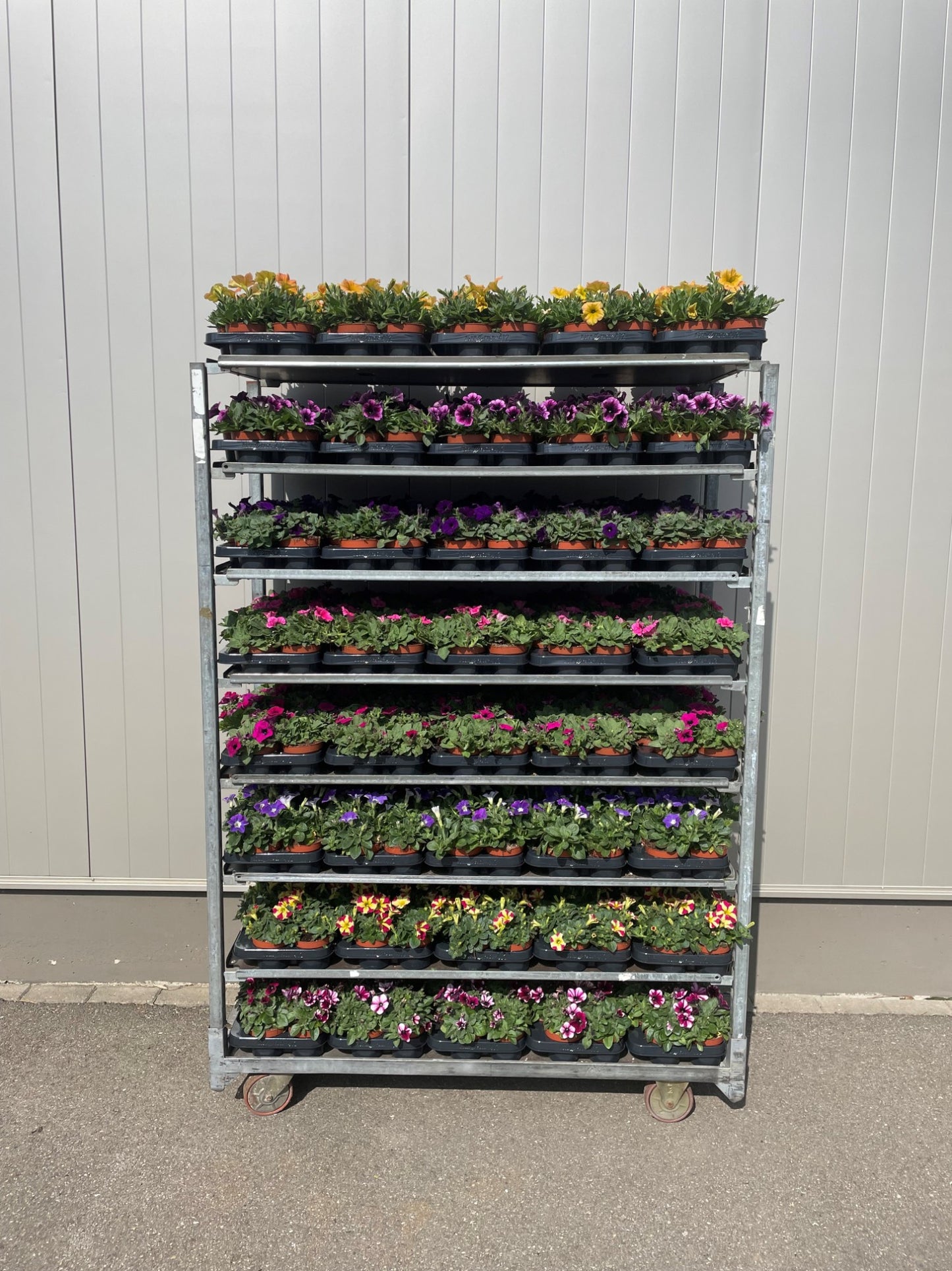 Petunia Surfinia mix trolley 6 col. 17cm 510cm Pot
