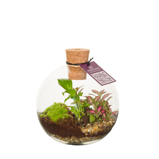 arr. Terrarium 15cm 12cm Pot