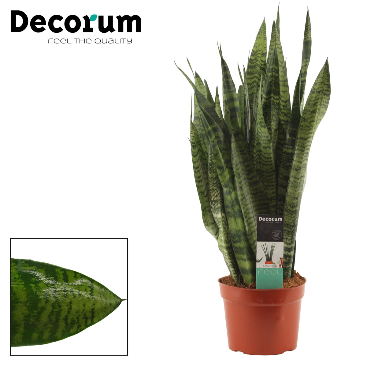 Sansevieria Zeylanica 60cm 17cm Pot