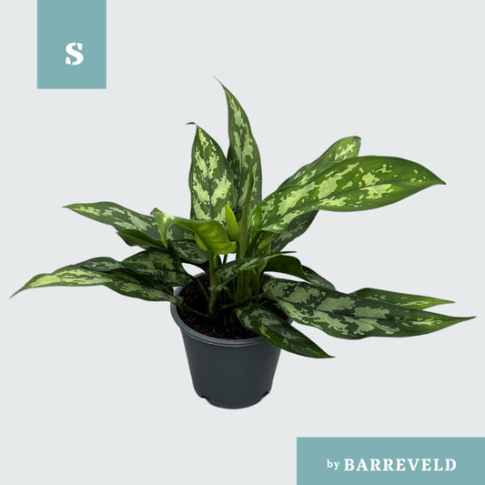 Aglaonema Maria 30cm 11cm Pot