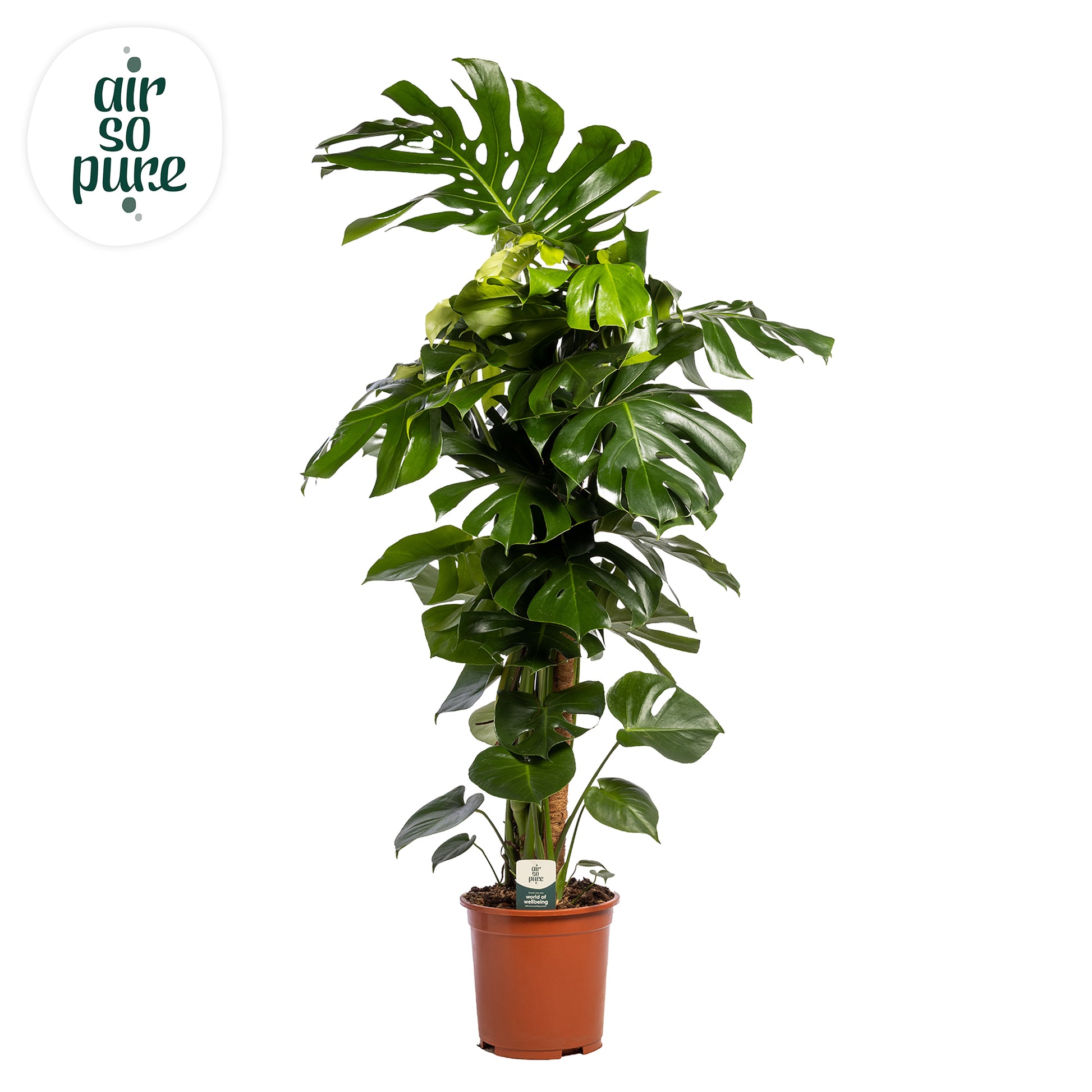 Monstera deliciosa 130cm 27cm Pot