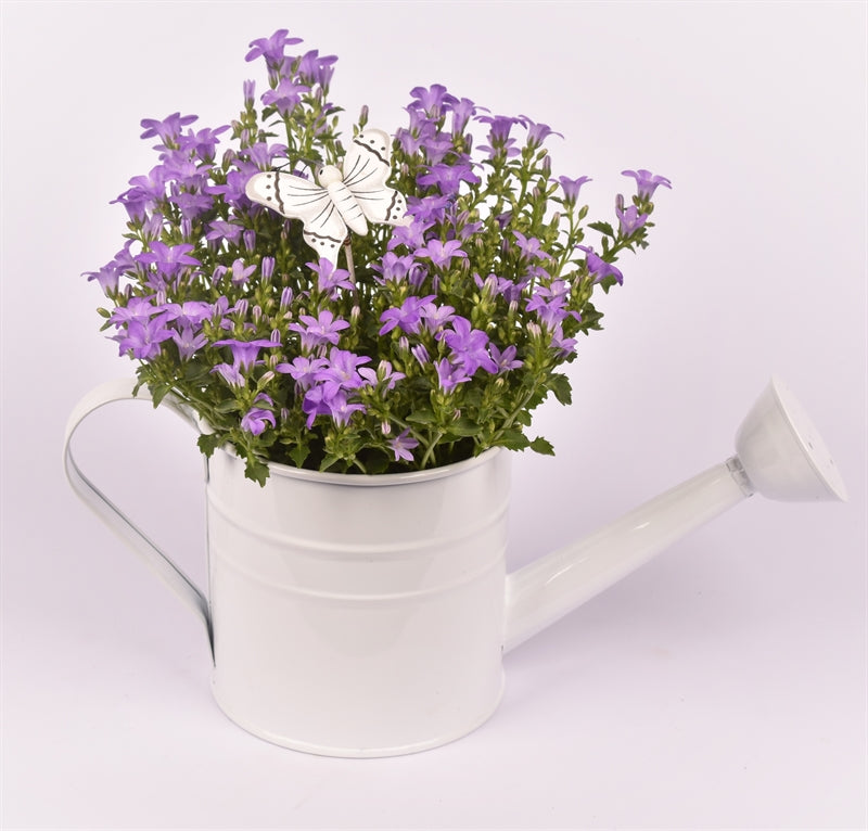 arr. Camp. JSCAM-2129 14cm Pot