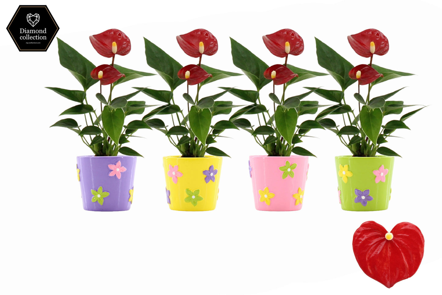 Anthurium Micra 18cm 6cm Pot