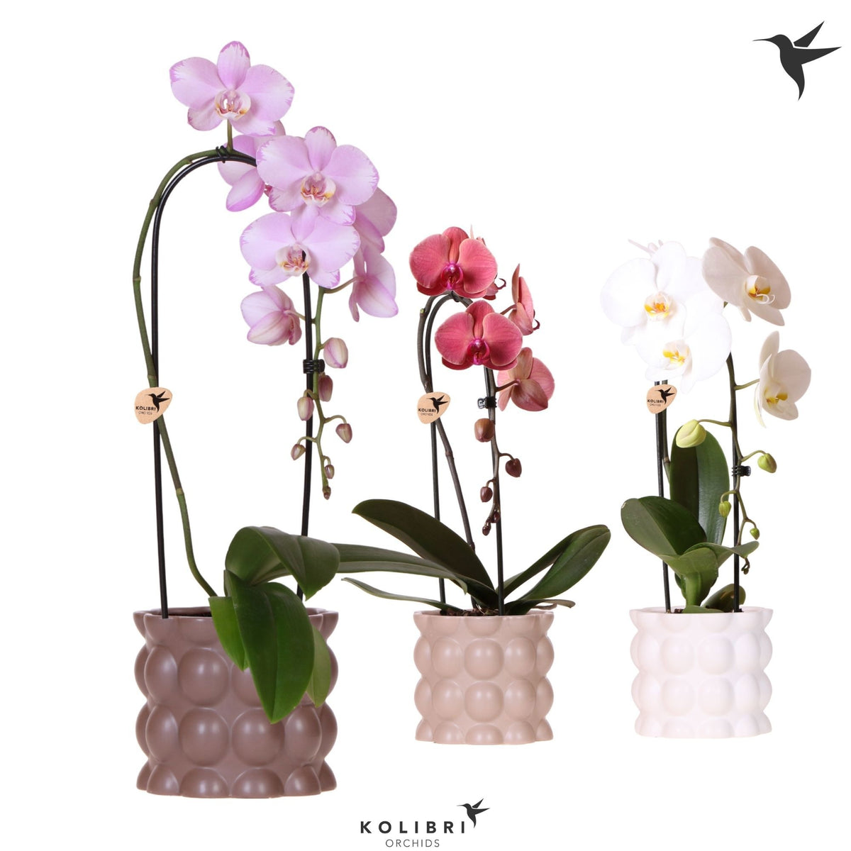 Phalaenopsis Elegant cascade 50cm 12cm Pot