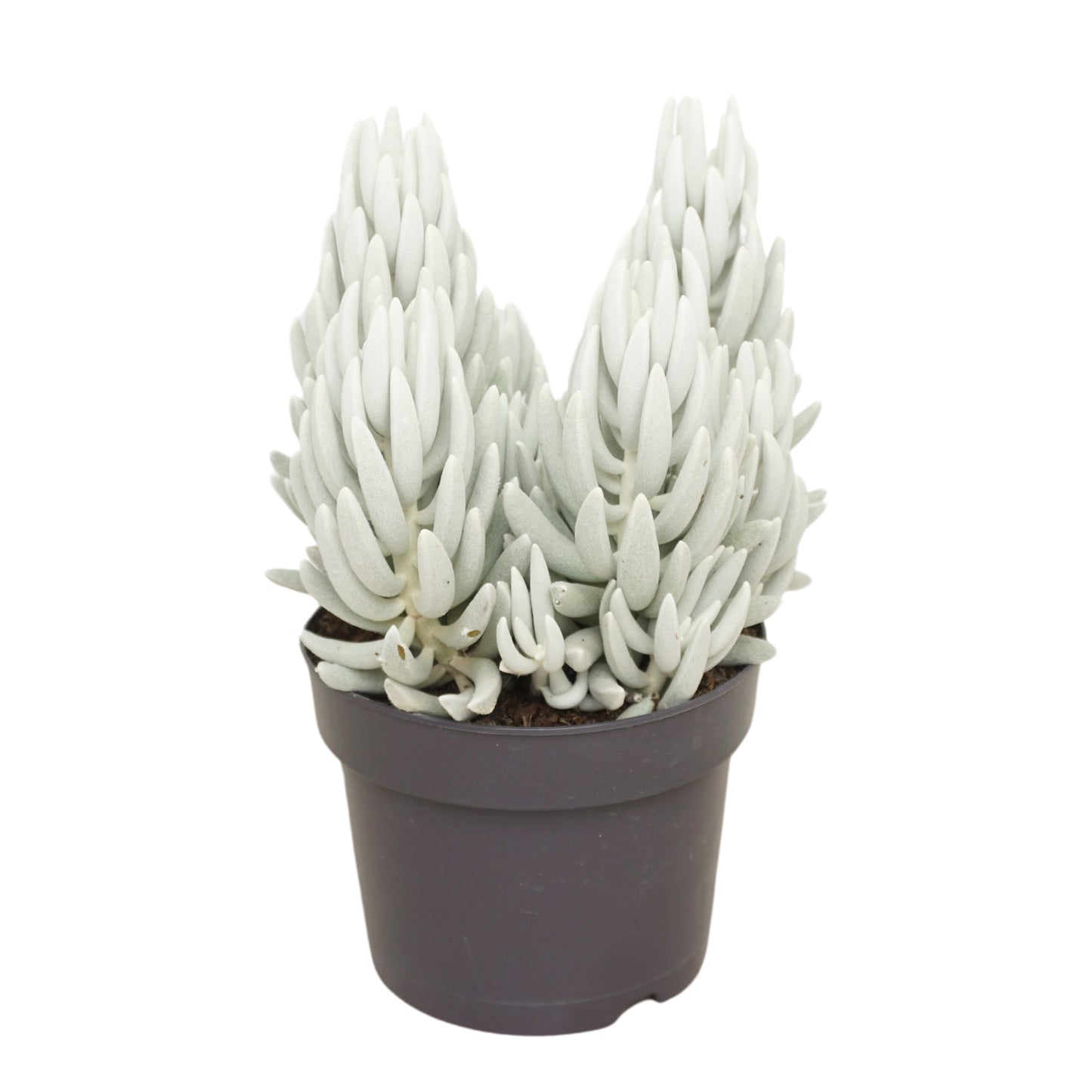 Senecio candidans 35cm 17cm Pot