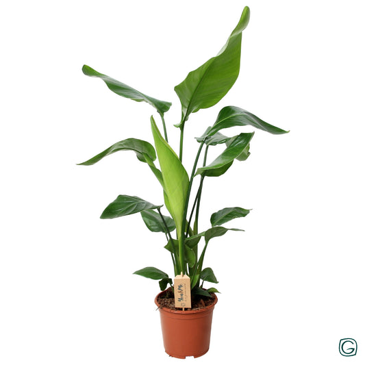 Strelitzia nicolai 95cm 19cm Pot