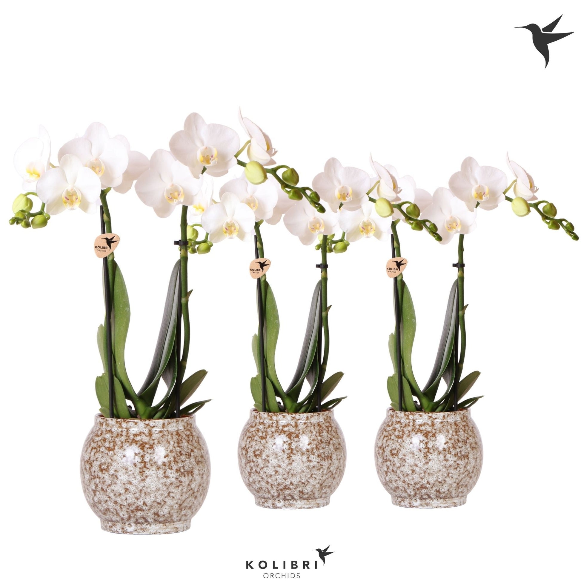 Phalaenopsis multiflora white 40cm 9cm Pot