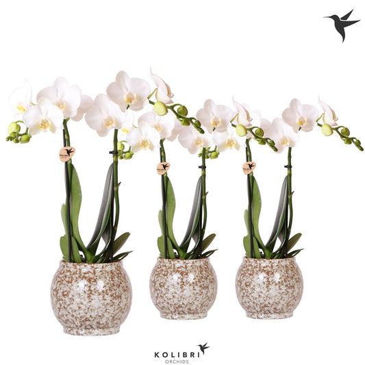 Phalaenopsis multiflora white 40cm 9cm Pot