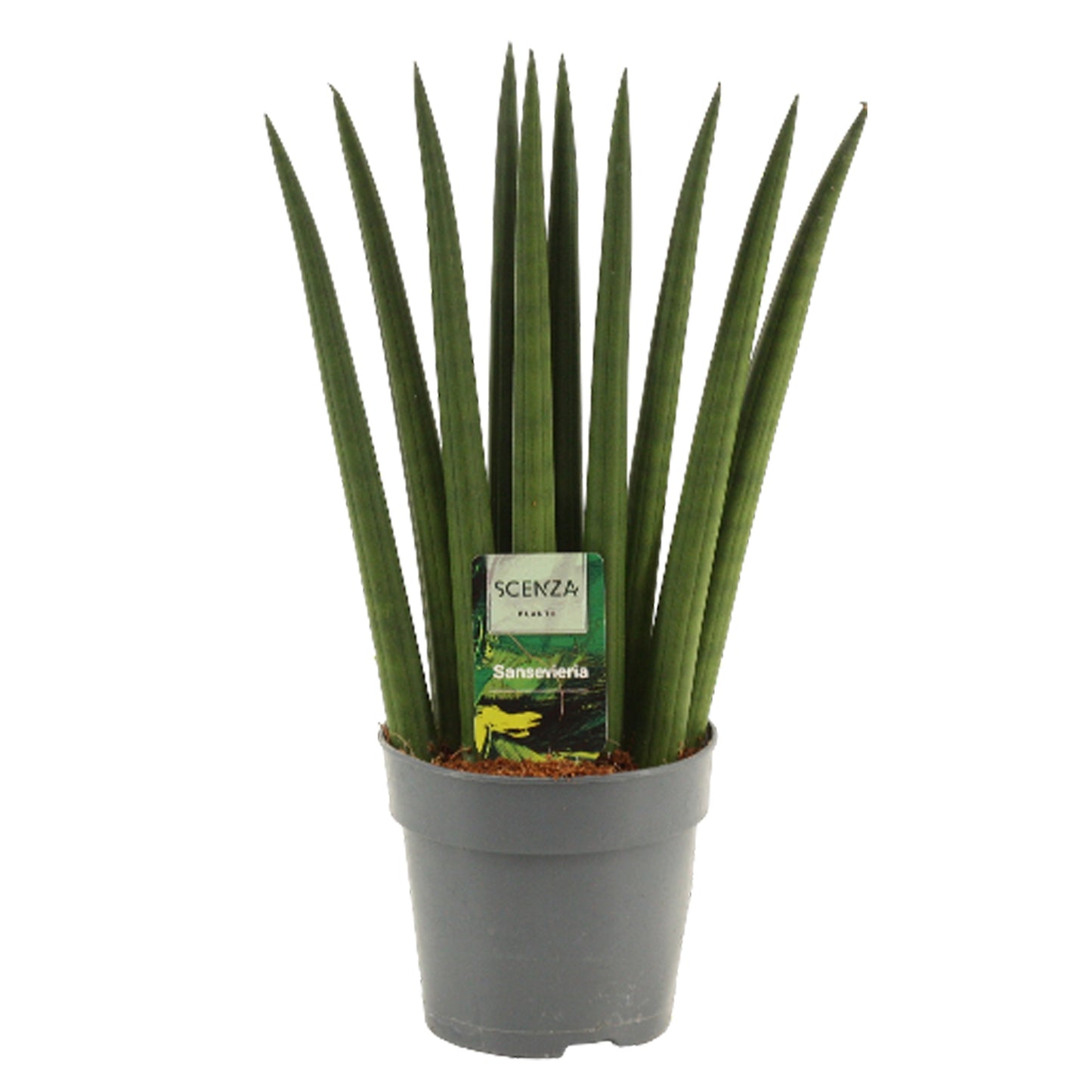 Sansevieria cylindrica 35cm 12cm Pot