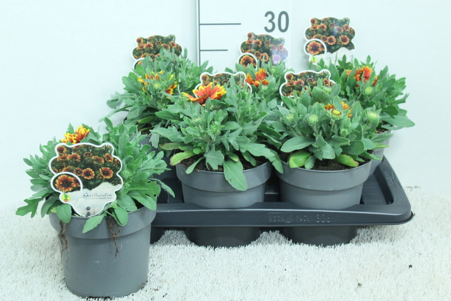 Gaillardia aristata 25cm 17cm Pot