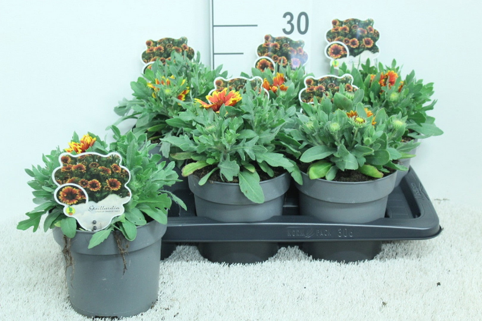 Gaillardia aristata 25cm 17cm Pot