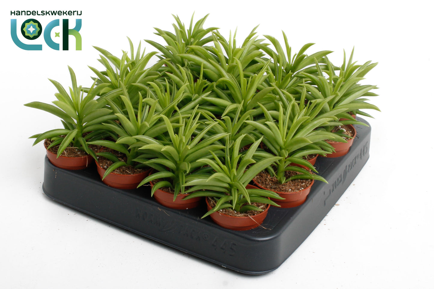 Peperomia Happy Bean 8cm 505cm Pot