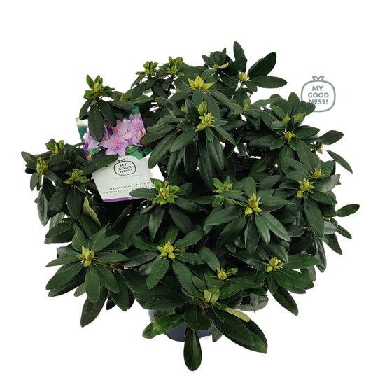 Rhododendron cat. Grandiflorum 70cm 26cm Pot