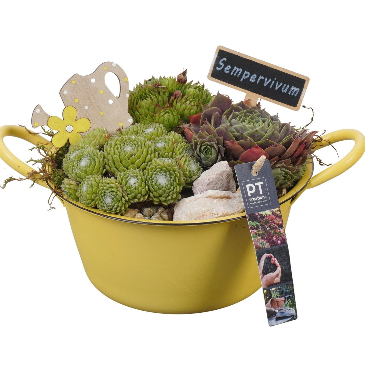 arr. Sempervivum 17cm 19cm Pot