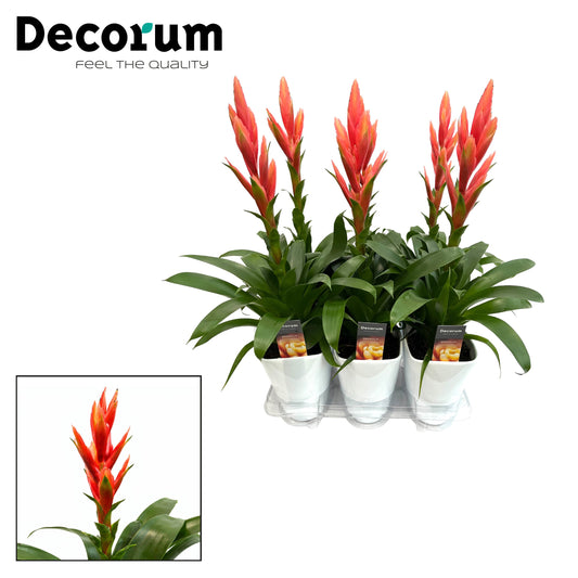 Tillandsia Ziva 55cm 14cm Pot