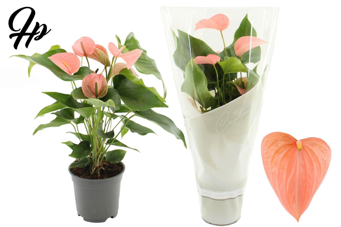 Houwenplant Anthurium Festivo Lux Pack of 6