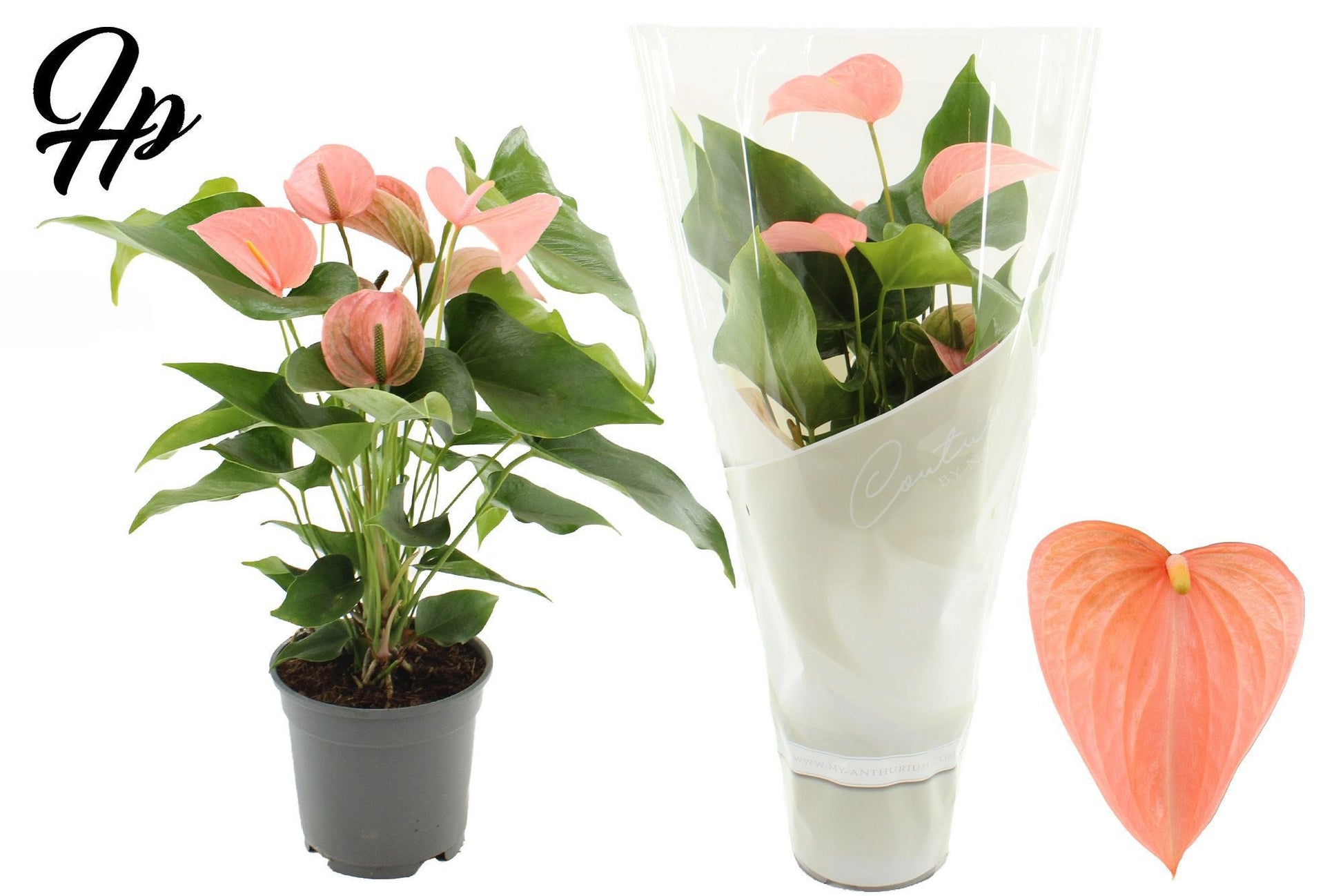 Houwenplant Anthurium Festivo Lux Pack of 6