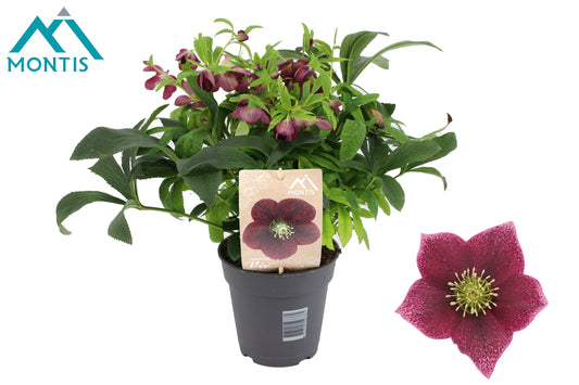 Helleborus orientalis 50cm 15cm Pot